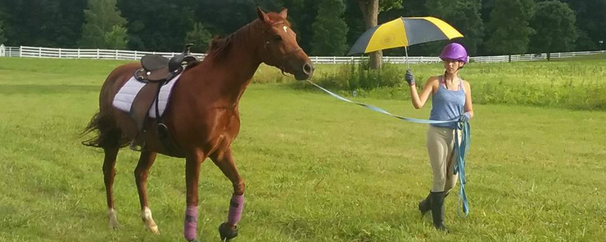 Rider training her horse to be comfortable around umbrellas